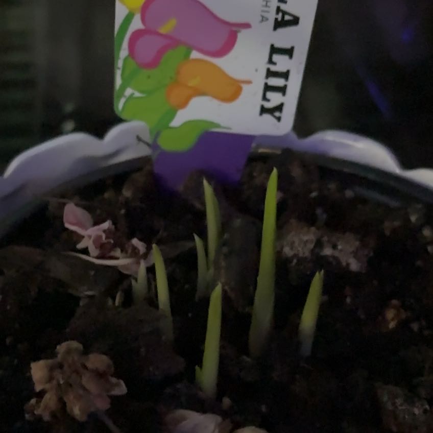 Photo of the plant species Calla Lily 'RIO' by @IntenseOmnom70 named Curie on Greg, the plant care app