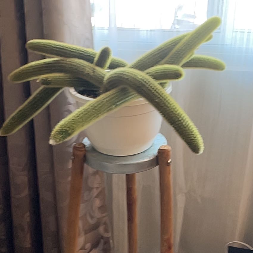 Cucumber