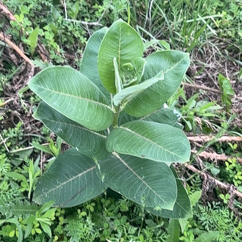 Photo of the plant species Asclepias Syriaca by @ClubbyOnion73 named Luna on Greg, the plant care app