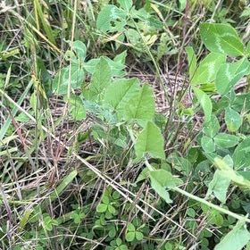 Photo of the plant species Corn Bind by @ClubbyOnion73 named Shakira on Greg, the plant care app