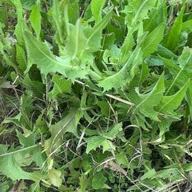 Photo of the plant species Oil Lettuce by @ClubbyOnion73 named Xena on Greg, the plant care app