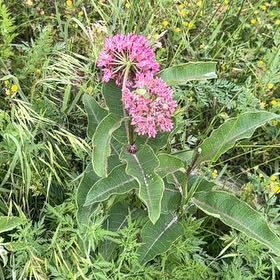 Photo of the plant species Asclepias Syriaca by @ClubbyOnion73 named Terra on Greg, the plant care app