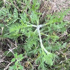 Photo of the plant species Common Fennel by @ClubbyOnion73 named Harper on Greg, the plant care app