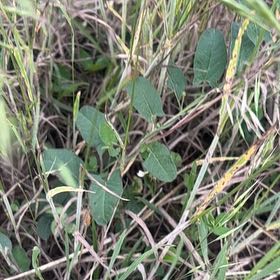 Photo of the plant species Happy Wanderer by @ClubbyOnion73 named Sir Plancelot on Greg, the plant care app
