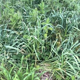 Photo of the plant species Yellow Iris by @ClubbyOnion73 named Keanu Leaves on Greg, the plant care app