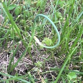 Photo of the plant species Allium Sativum by @ClubbyOnion73 named Aria on Greg, the plant care app