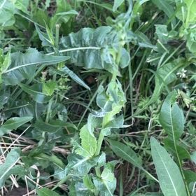 Photo of the plant species Curly Dock by @ClubbyOnion73 named James Dean on Greg, the plant care app