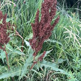 Photo of the plant species Curly Dock by @ClubbyOnion73 named Bella on Greg, the plant care app