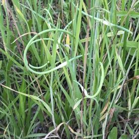Photo of the plant species Autumn Onion by @ClubbyOnion73 named Kardashian on Greg, the plant care app