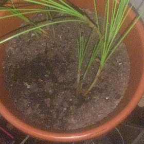 Photo of the plant species saffron crocus by @UnwaveringLime5 named Bieber on Greg, the plant care app