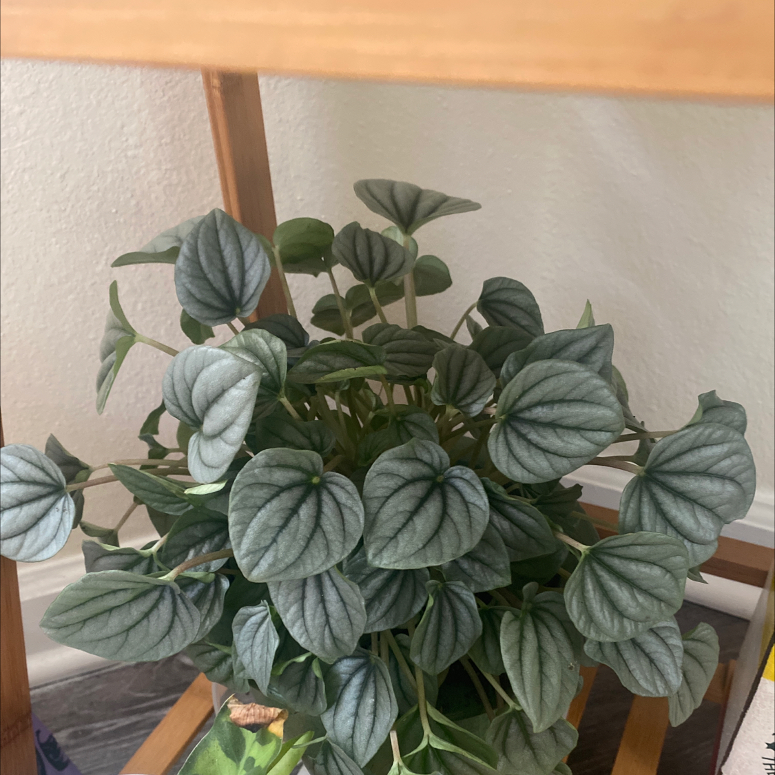 Healthy Silver Frost Peperomia plant with numerous leaves, well-framed and centered.