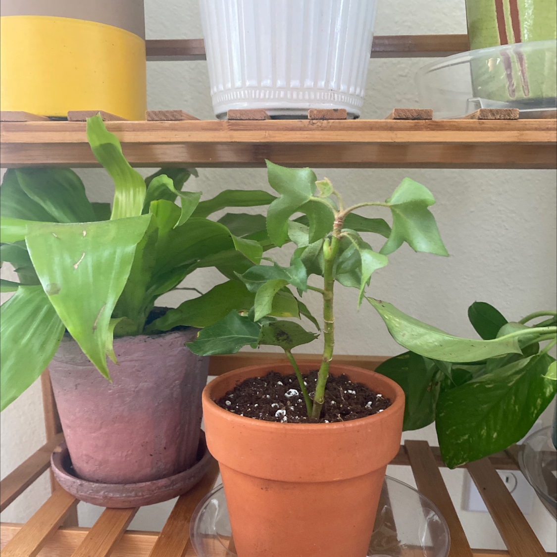Philodendron Xanadu plant in a terracotta pot on a wooden shelf with other plants.