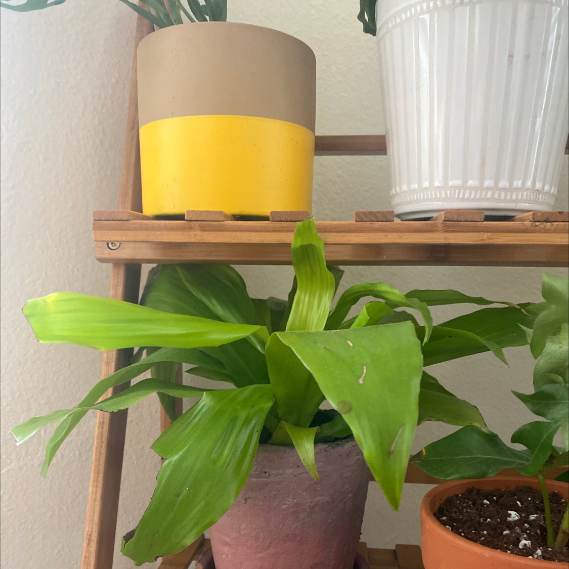 Dracaena 'Lemon Lime' plant in a pink pot on a wooden shelf, with vibrant green leaves.
