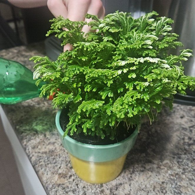 Photo of the plant species frosty fern by @TalentedGabisan named Dolores on Greg, the plant care app