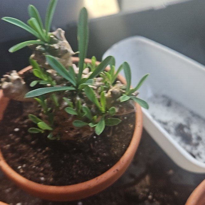 Photo of the plant species Pine Cone Plant by @TalentedGabisan named Mando on Greg, the plant care app