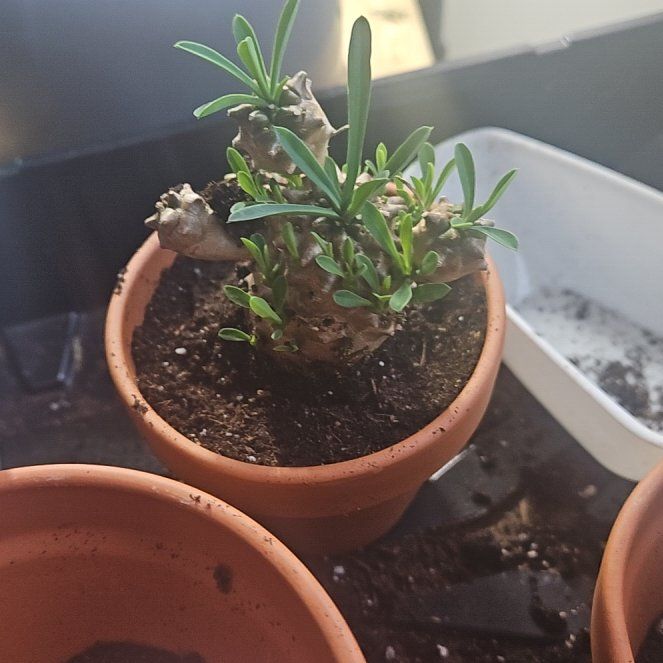 Photo of the plant species Pine Cone Plant by @TalentedGabisan named Diana on Greg, the plant care app