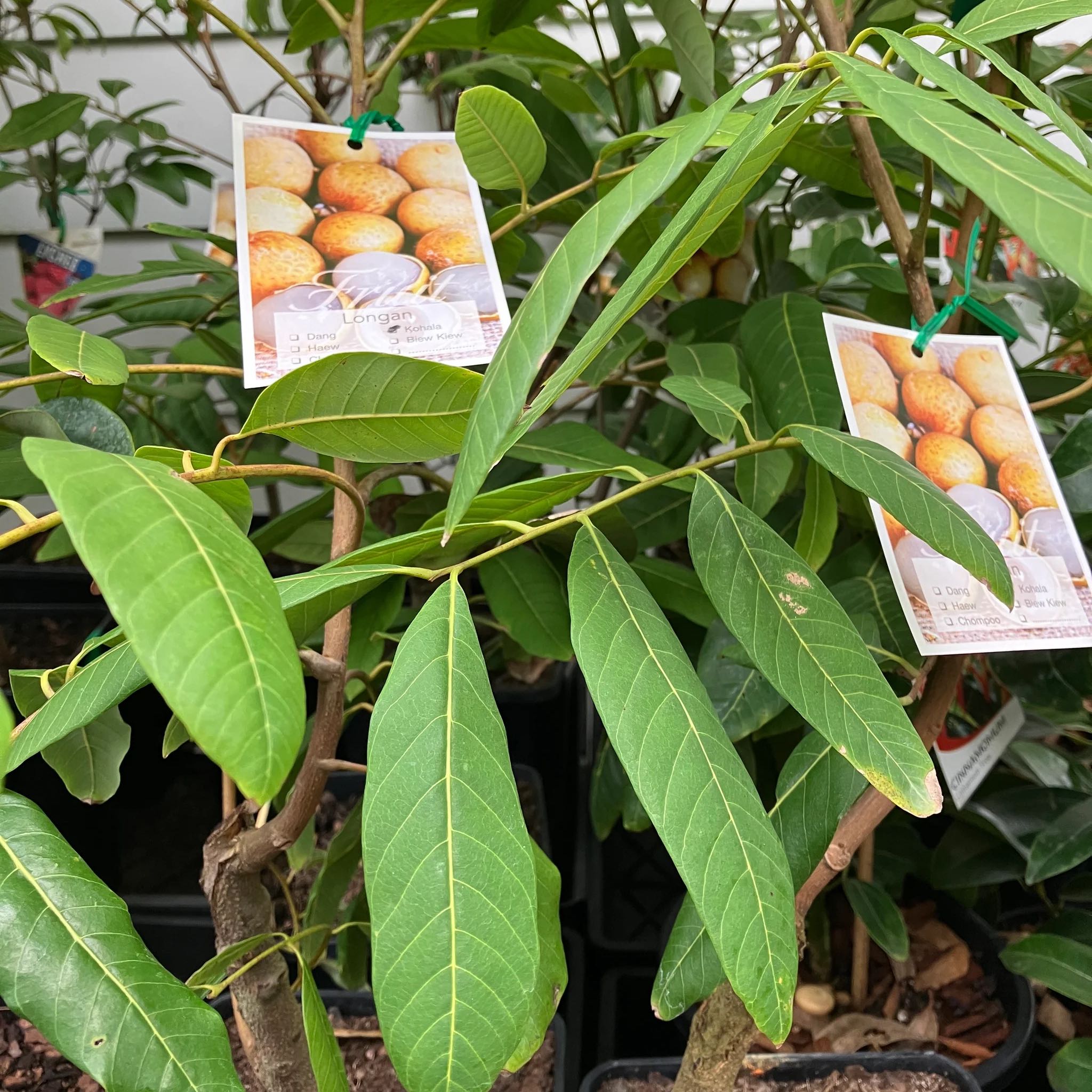 Photo of the plant species Longan by @ZestfullyDamsii named Ronaldo on Greg, the plant care app