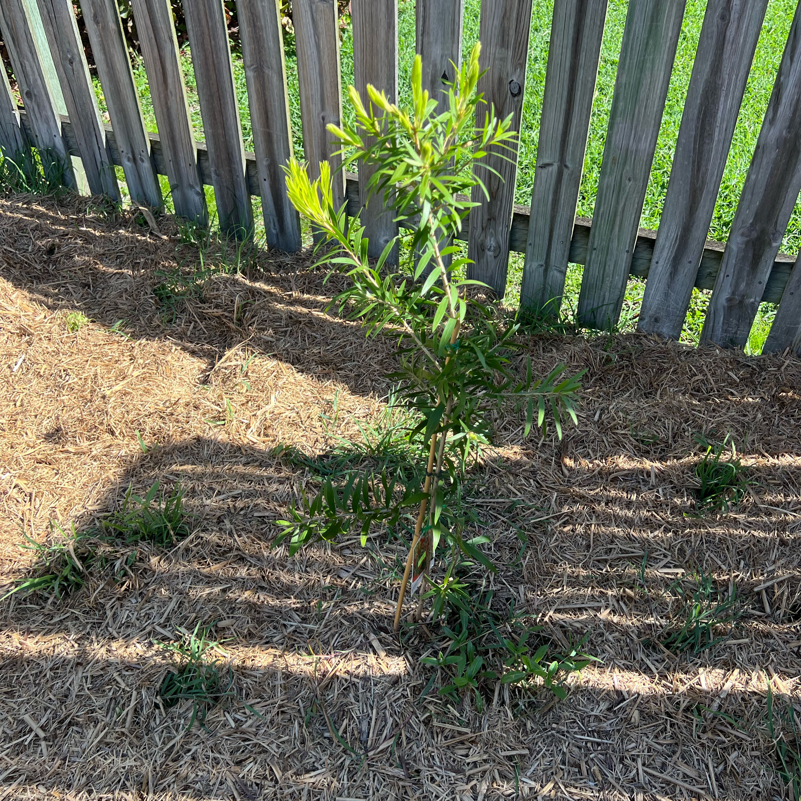 Photo of the plant species Callistemon 'Lollipop' by @PoetCoslettuce named Tree Diddy on Greg, the plant care app