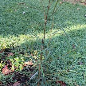 Photo of the plant species Spider Flower by @PoetCoslettuce named Austen on Greg, the plant care app