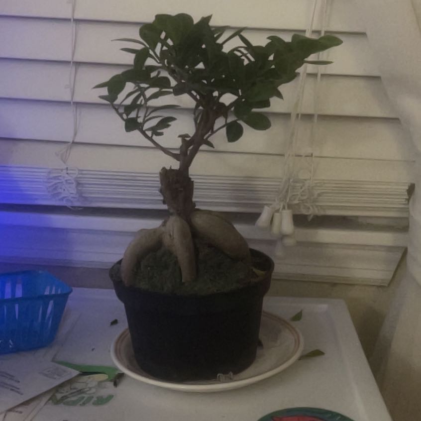 Baby ficus