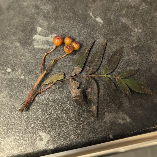 Photo of the plant species European Mountain Ash by @HotPhysicnut84 named Harry on Greg, the plant care app