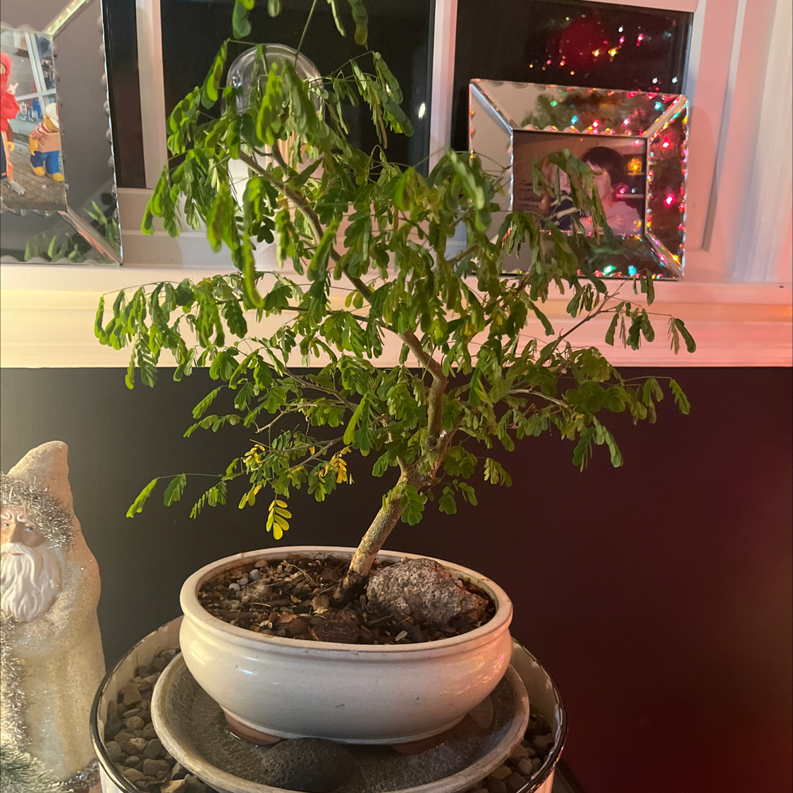 Photo of the plant species Brazillian Rain Tree by @LuckyMaylily named Snurf on Greg, the plant care app