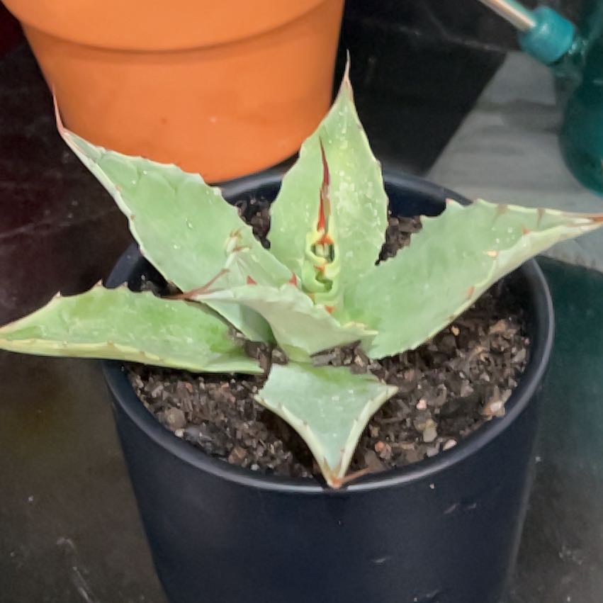 Photo of the plant species Whale Tongue Agava by @LuckyMaylily named Ronaldo on Greg, the plant care app