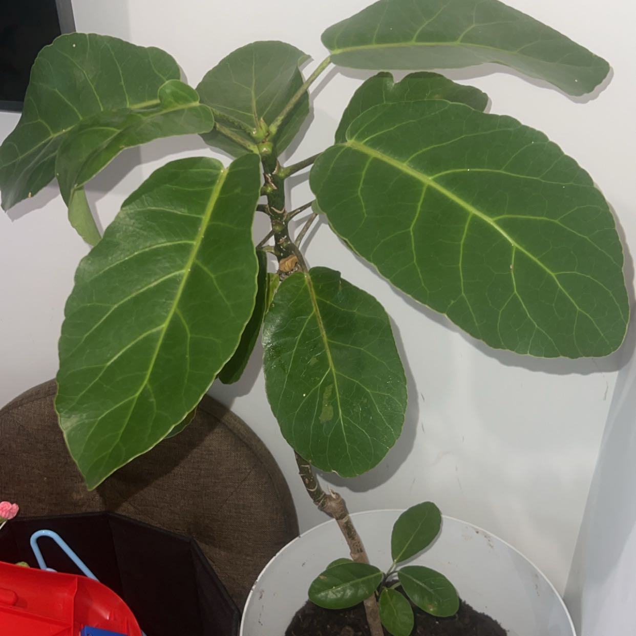 Photo of the plant species Puka by @CharmingWeed58 named Figyonce on Greg, the plant care app