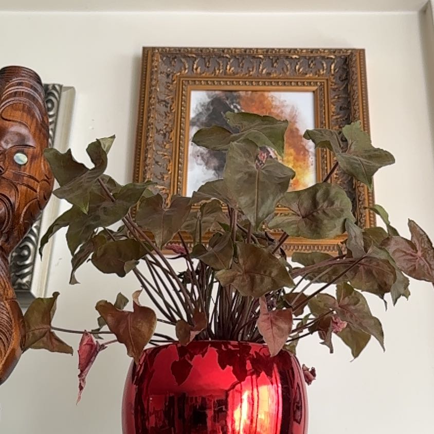 Photo of the plant species Maya Red Syngonium by @FoxyHoyaobovata named Scarlet on Greg, the plant care app