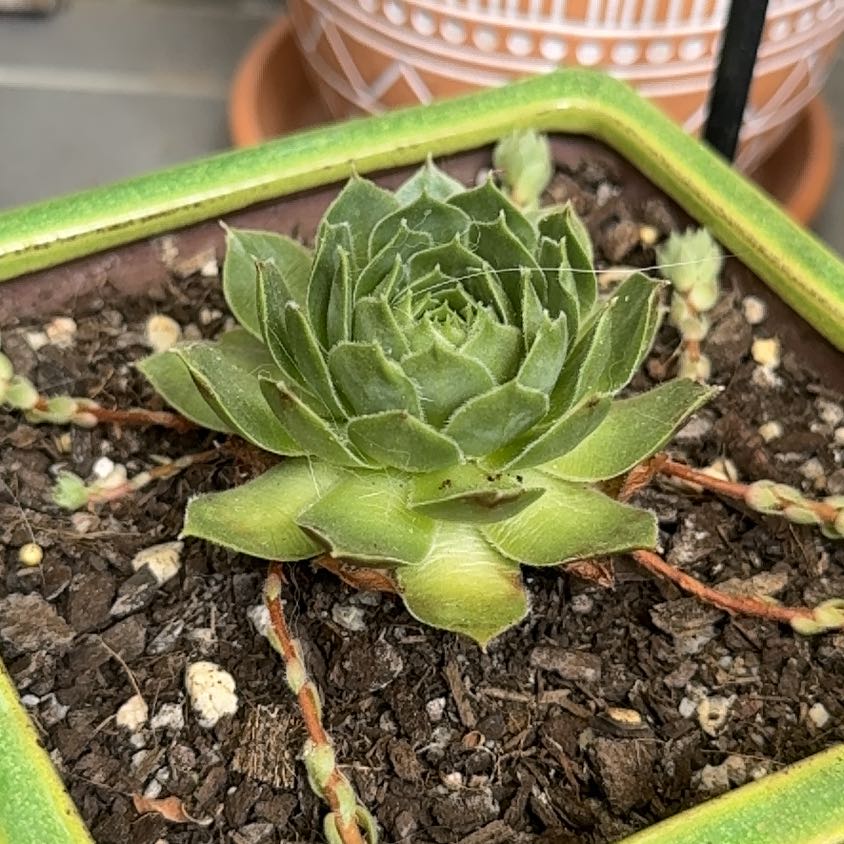 Photo of the plant species Sempervivum 'More Honey' by @FoxyHoyaobovata named Honey on Greg, the plant care app