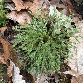 Photo of the plant species Dendrolycopodium dendroideum by @DreamboatChives named Darwin on Greg, the plant care app