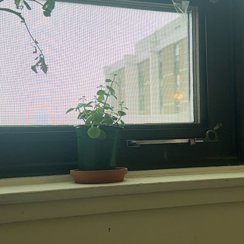 Photo of the plant species Lesser Londonpride by @DurableRose named Anne on Greg, the plant care app