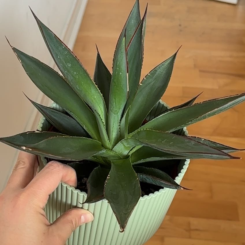 Photo of the plant species Shaka zulu agave by @Lousoasis named Zeus on Greg, the plant care app