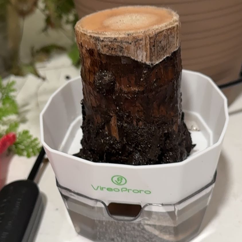 Photo of the plant species Wood Plant by @DnA named Groot on Greg, the plant care app