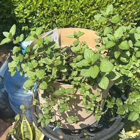 Photo of the plant species Chocolate Mint by @ZealGalega94 named Gates on Greg, the plant care app