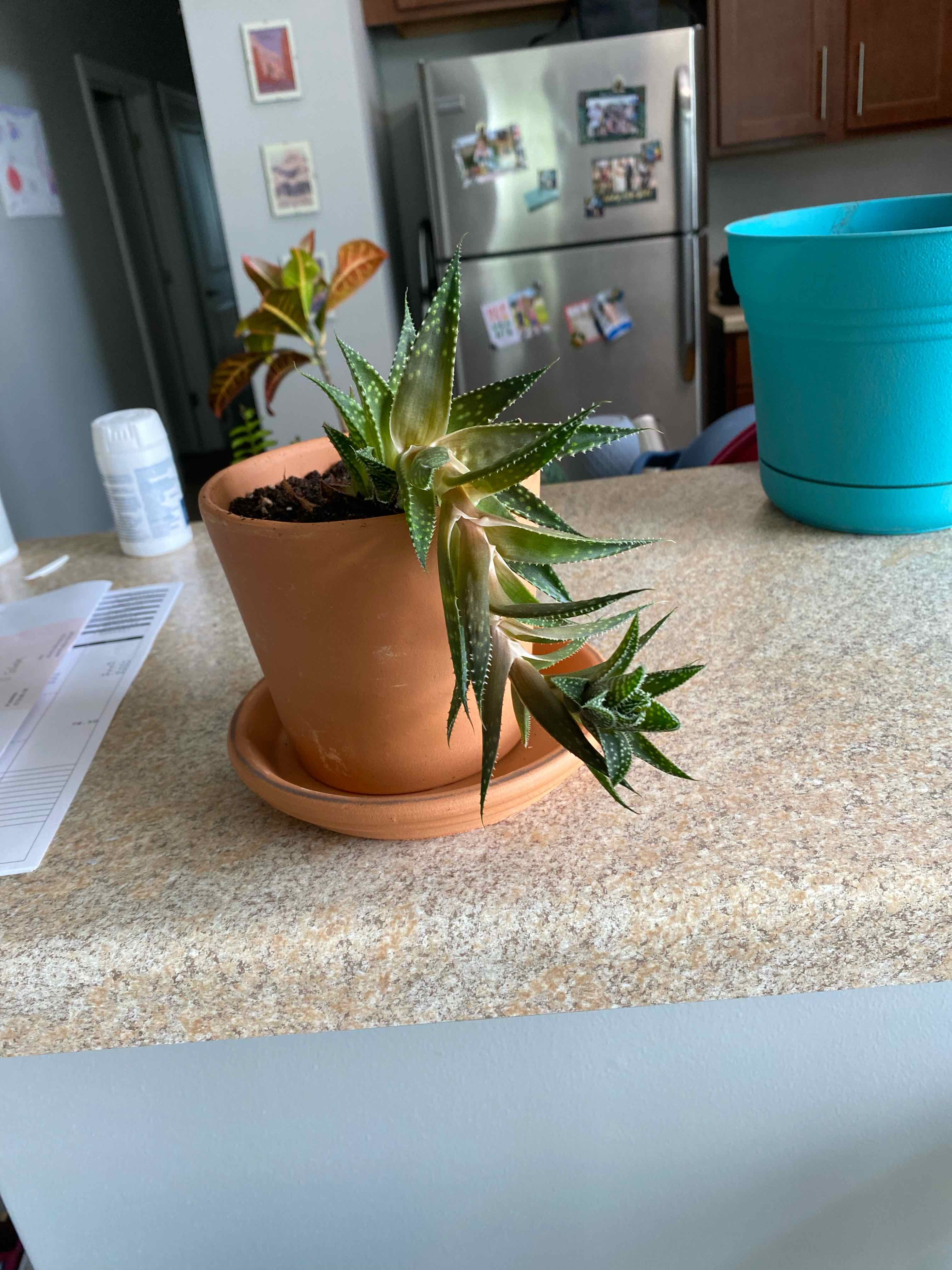 Potted Bredasdorp Gasteria plant on a kitchen counter with some browning leaf tips.