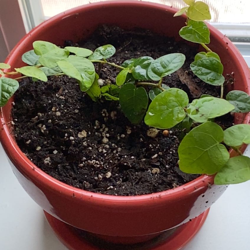 Healthy young Creeping Fig plant with vibrant green heart-shaped leaves, growing in dark soil in a small red ceramic pot.
