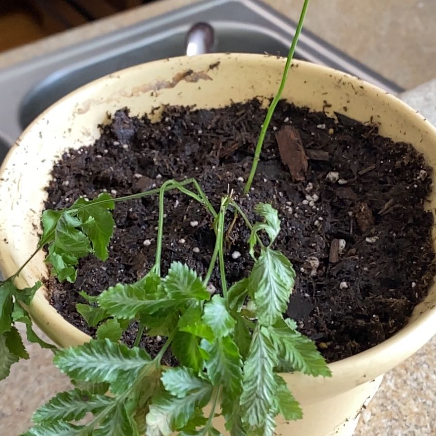 Potted Brake Fern with green leaves and dark, moist soil.