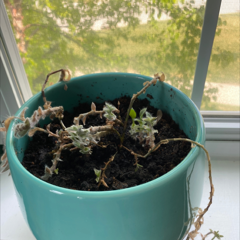Potted White Velvet plant in distress with wilting and browning leaves in a turquoise pot on a windowsill.