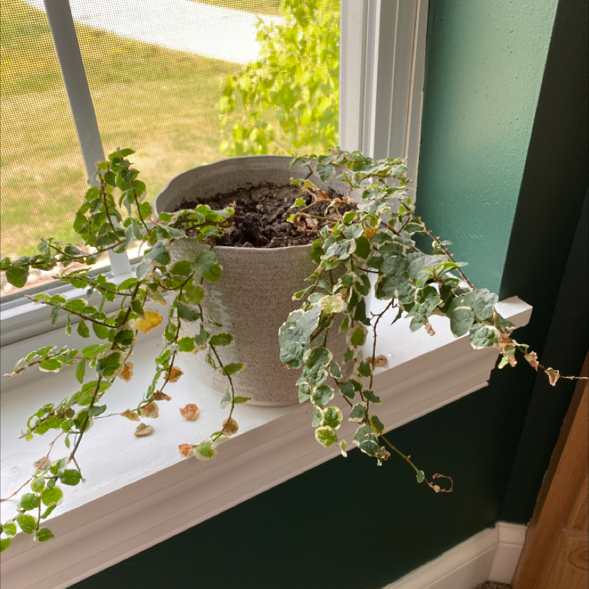 Thriving Creeping Fig plant in a pot on a windowsill, with vibrant green cascading leaves in natural light.