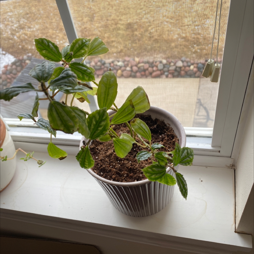 Potted Aluminum Plant on a windowsill with healthy green leaves and visible soil.