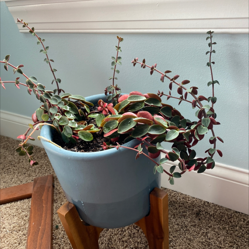 Peperomia Red Log plant in a blue pot on a wooden stand with vibrant red and green leaves.