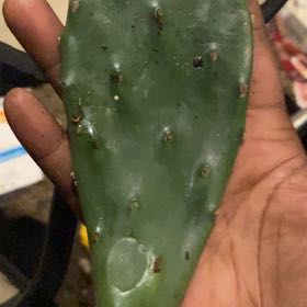 Photo of the plant species Spineless Prickly Pear by @CunningArugula named Prince on Greg, the plant care app