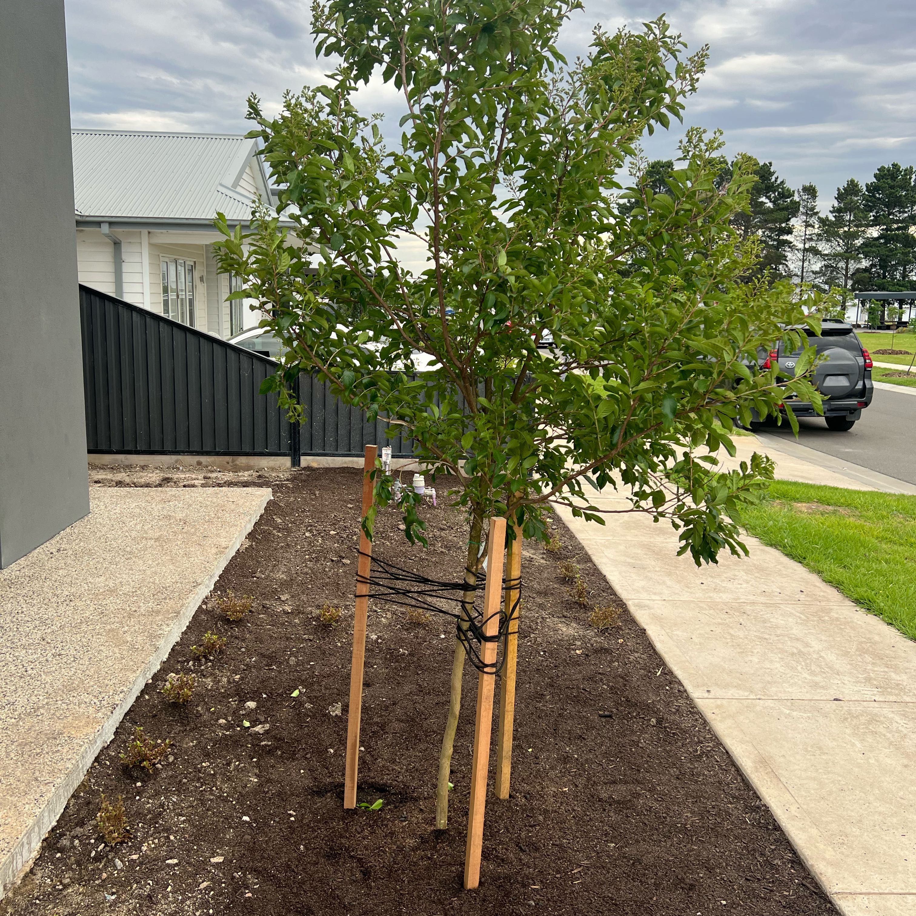 Photo of the plant species Natchez Crape Myrtle by @FreeSeahibiscus named Sahara on Greg, the plant care app