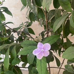 Photo of the plant species Brazil Raintree by @UnopposedAnacua named Bodhi on Greg, the plant care app