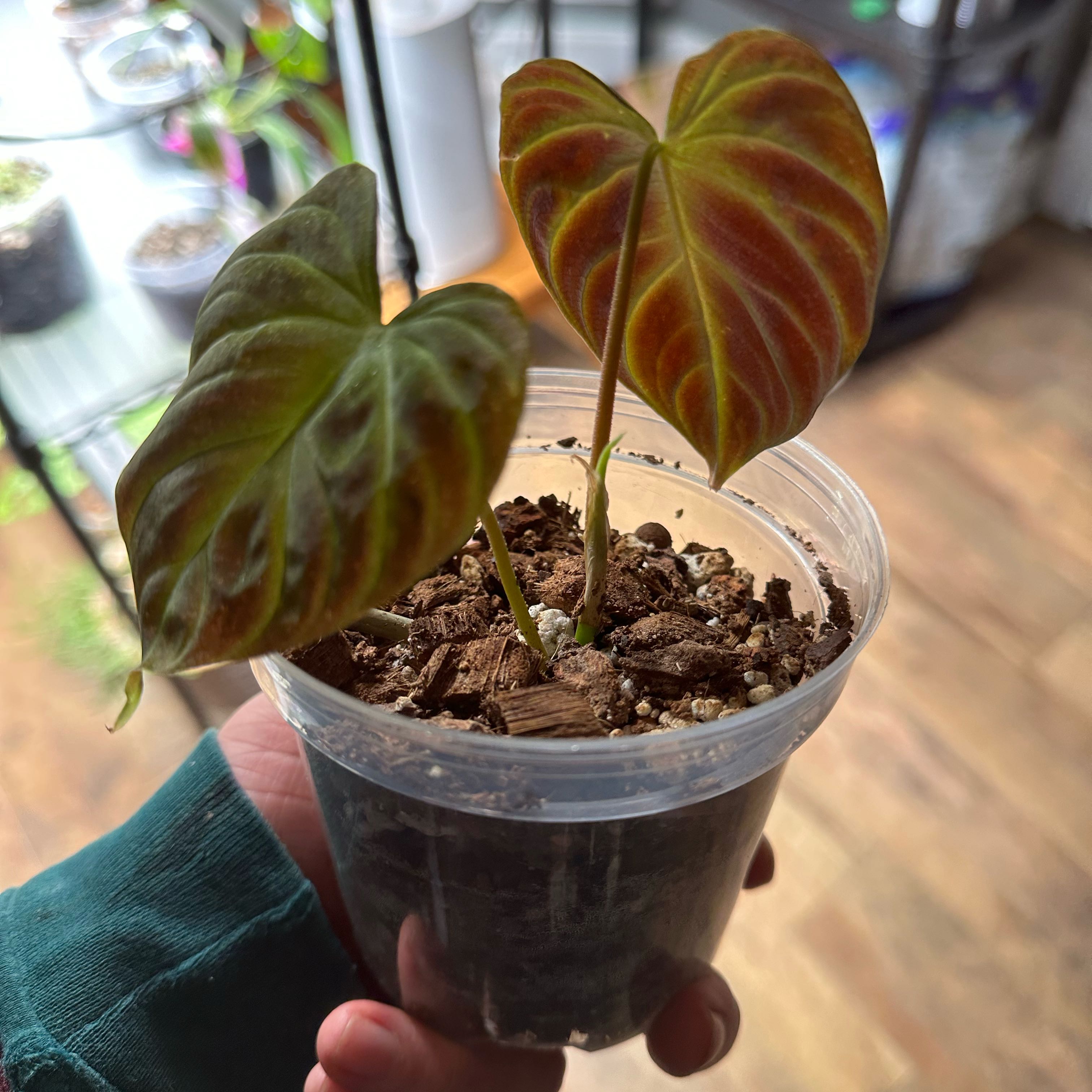Photo of the plant species Philodendron verrucosum 'Amazon Sunset' by @PrivilegedAnise named Khaleesi on Greg, the plant care app