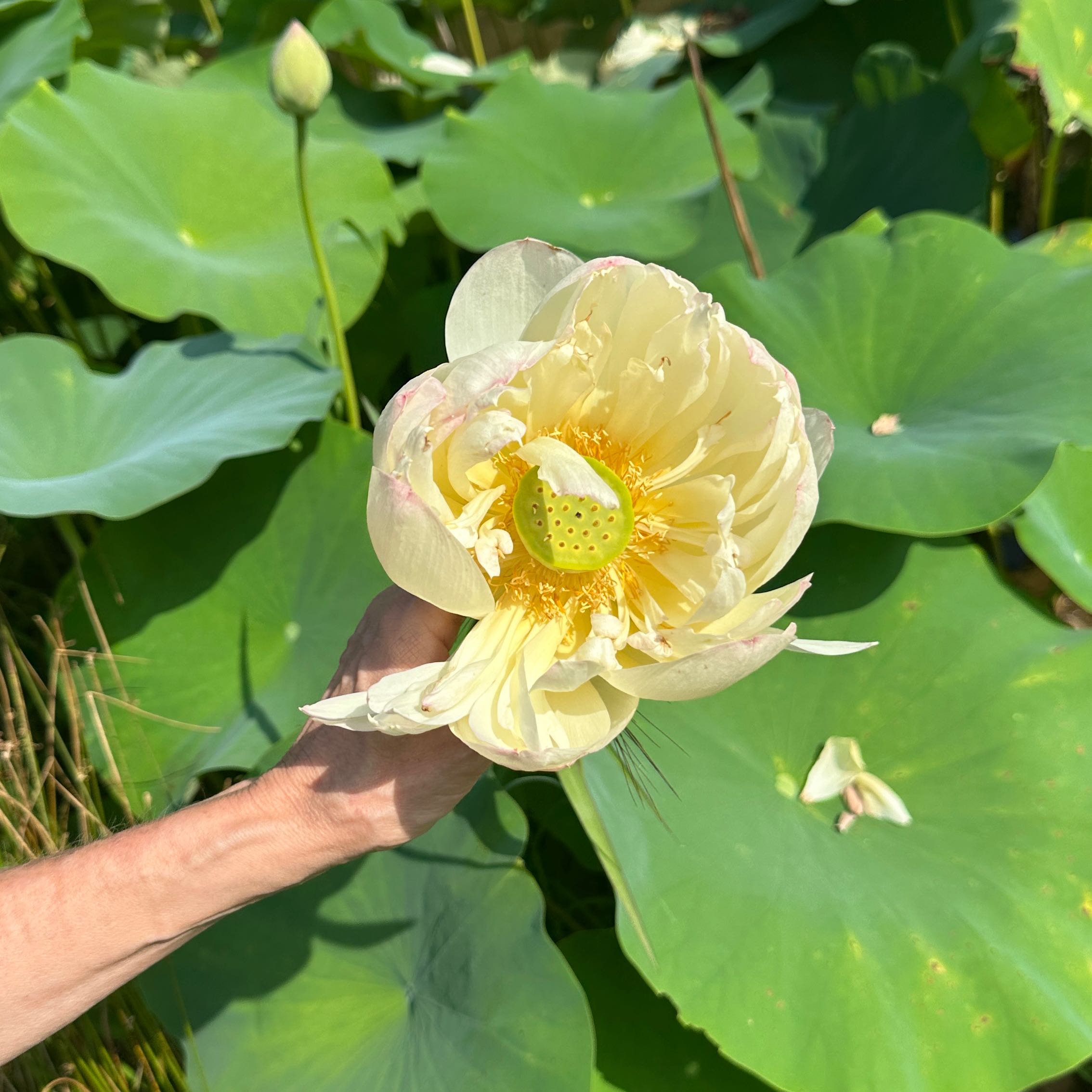 Photo of the plant species Nelumbo Lutea by @IdolAgboy98 named Daphne on Greg, the plant care app