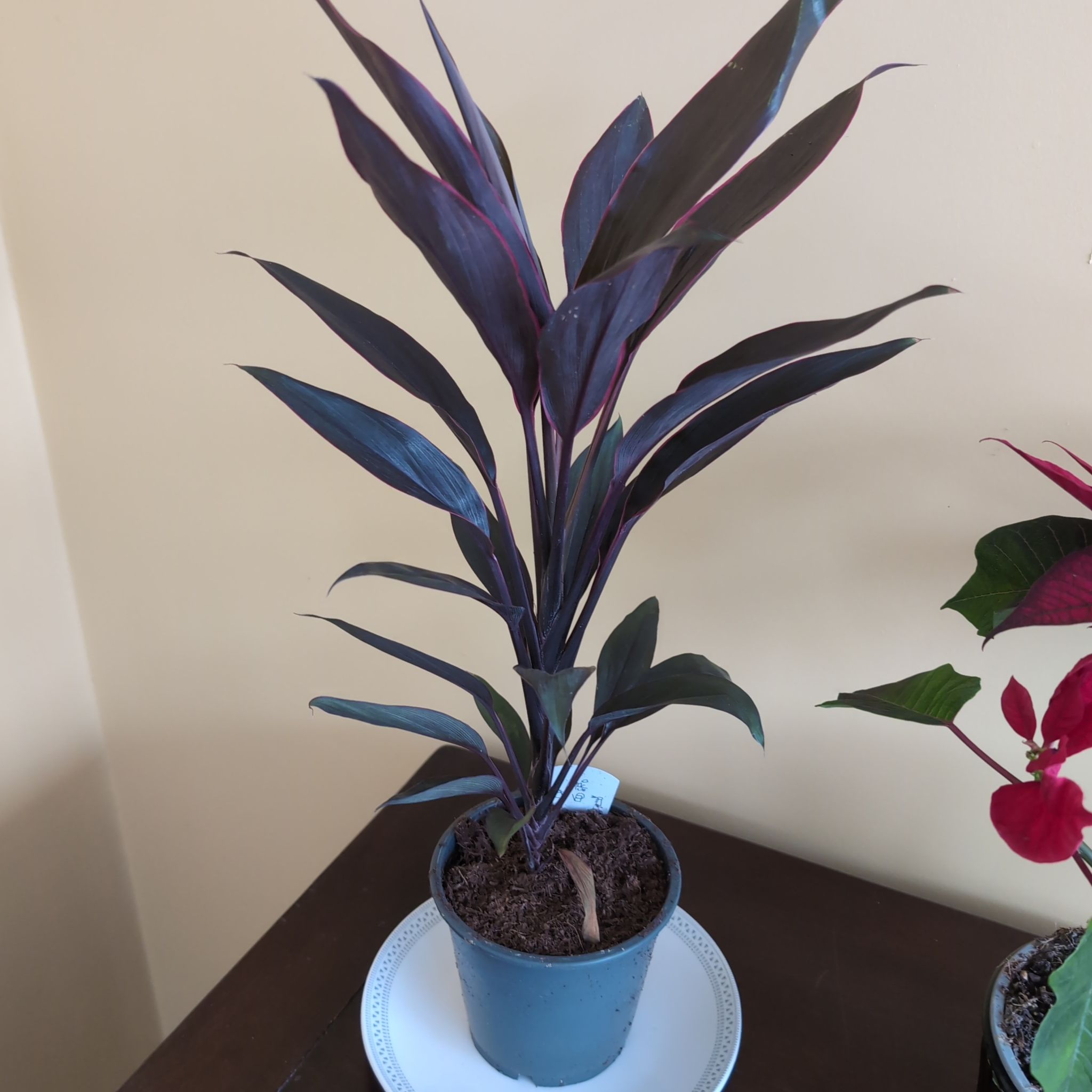 Photo of the plant species Cordyline 'Tango' by @LottieBlue named Hemingway on Greg, the plant care app
