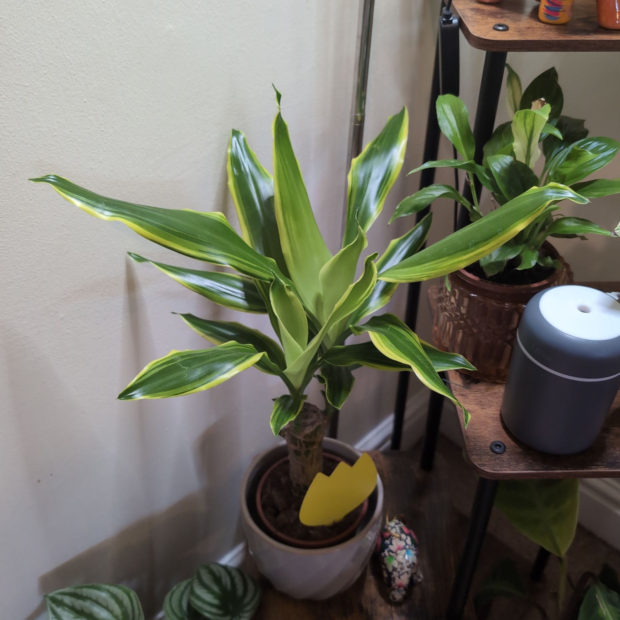 Photo of the plant species dragon tree golden coast by @LottieBlue named Gobi on Greg, the plant care app