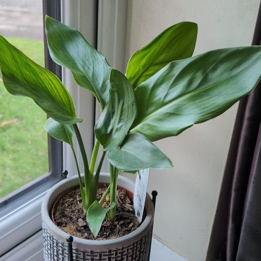 Plant care for Bird of Paradise on Greg, the plant care app